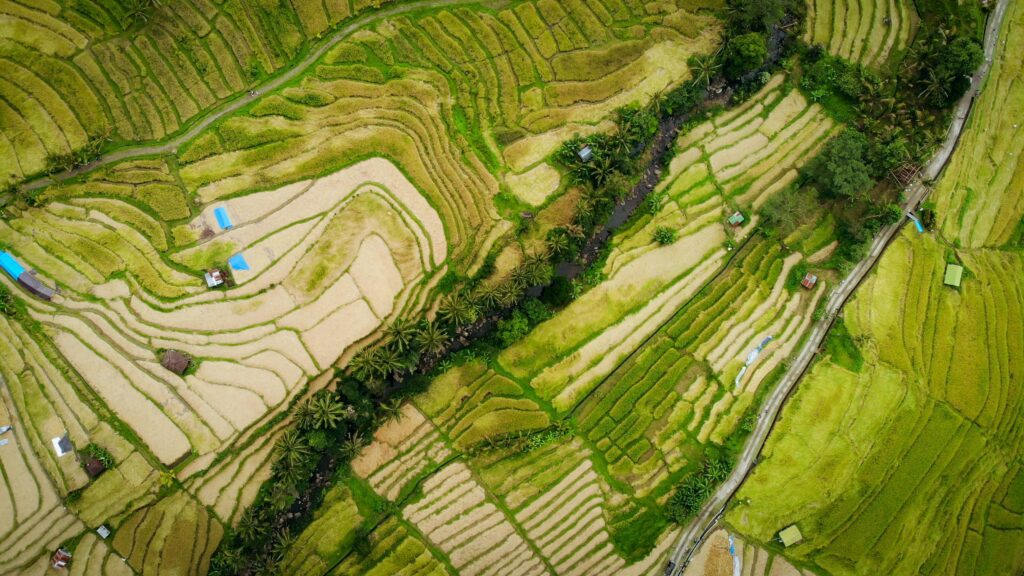 Drone shot capturing lush rice terraces in Ubud, Bali, Indonesia.