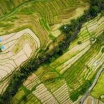 Drone shot capturing lush rice terraces in Ubud, Bali, Indonesia.