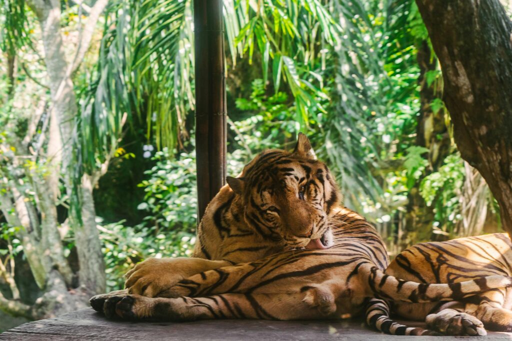 A beautiful tiger rests under lush vegetation in Bali's vibrant jungle, showcasing its natural habitat.