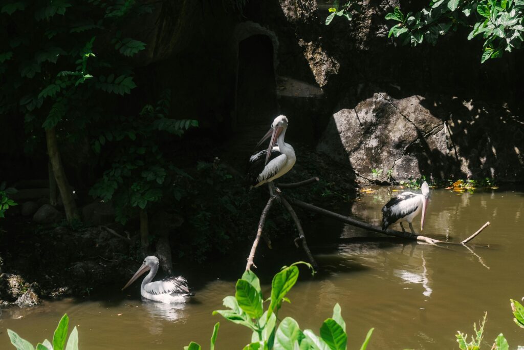 Pelicans by a swamp in Bali, Indonesia. A serene wildlife scene in lush surroundings.